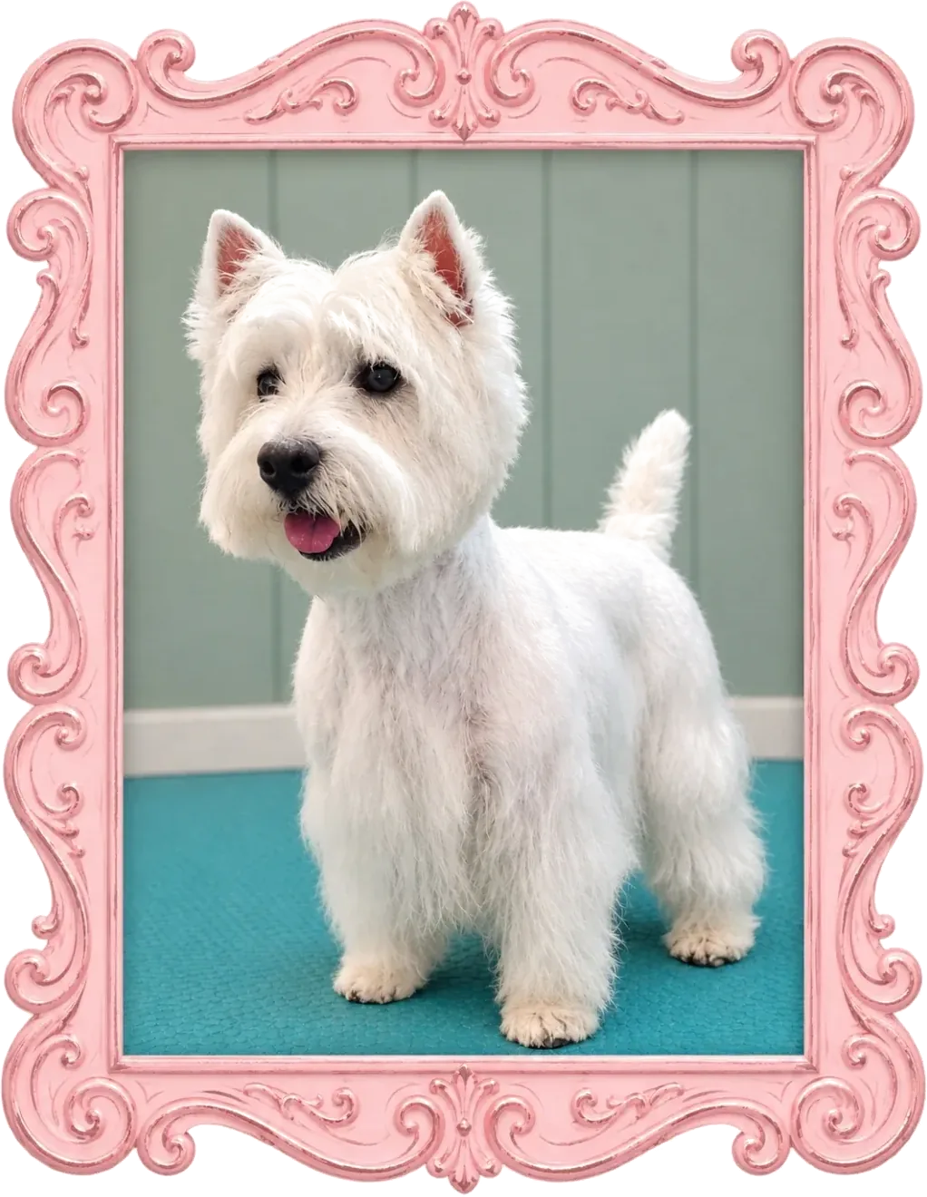 A dog with a fluffy, rounded groom finish