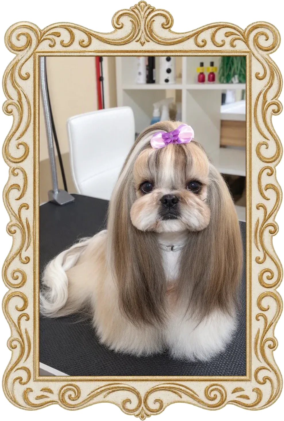 A dog looking content after a full groom