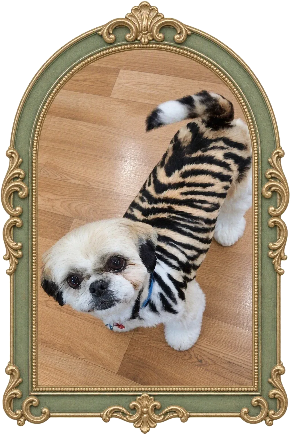 A dog with a well-groomed, glossy coat